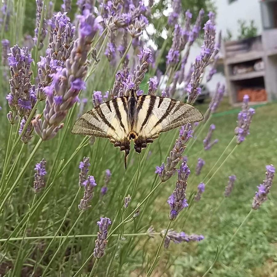 Flora Lägenhet Drivenik Exteriör bild