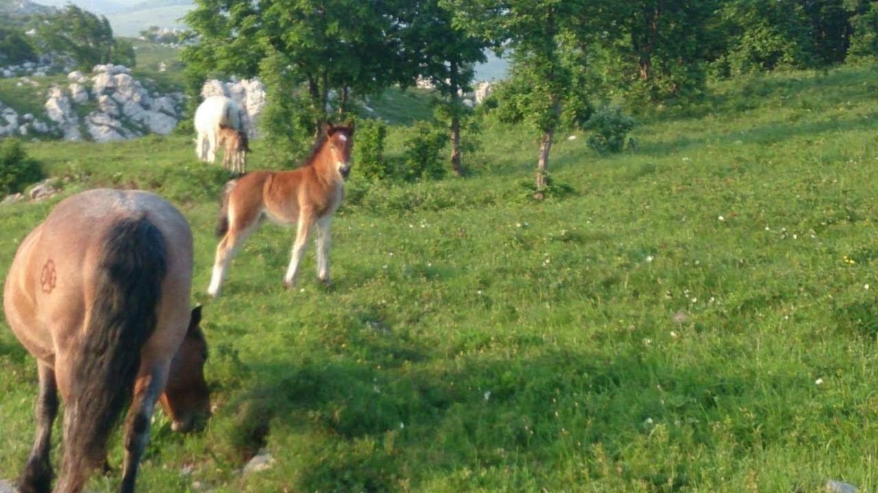 Flora Lägenhet Drivenik Exteriör bild